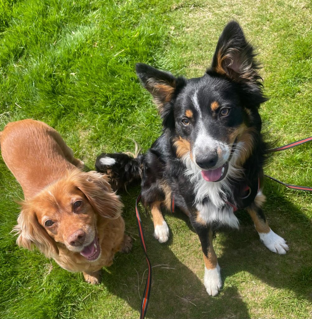 Two happy dogs sitting on green grass, looking up at the camera with bright expressions